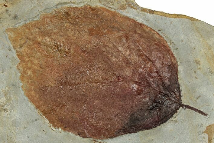 Colorful Fossil Leaf (Beringiaphyllum) - Montana #351966